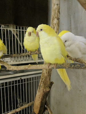 Owl And Parrot Cafe 사진 2