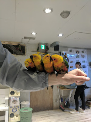 Owl And Parrot Cafe 사진 3