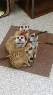 Mofureya Kalahari Zoo 사진 4