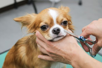 Pet Smile 사진 2