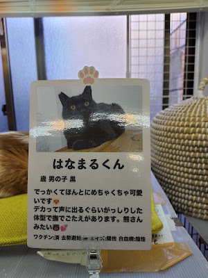 譲渡型保護猫サロンもんにゃか 사진 2
