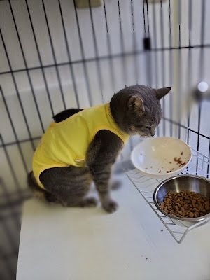 譲渡型保護猫サロンもんにゃか 사진 3
