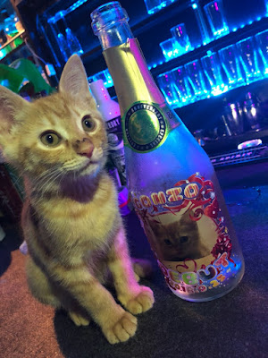 BAR Cats in the Box. 사진 3