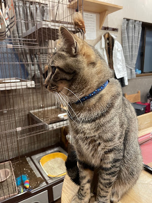小料理 あづさ 사진 4