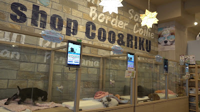 Coo & RIKU Okubomise Pet Shop 사진 2