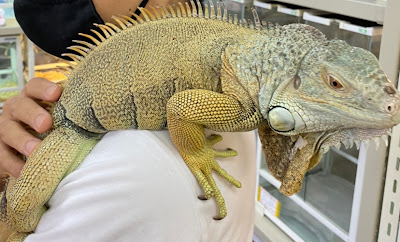 Piccolo Zoo 사진 5