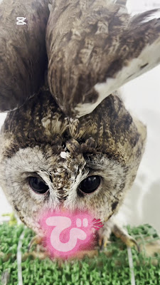 あにまるぱーくTOKYO 사진 2