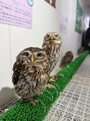 あにまるぱーくTOKYO 사진 4