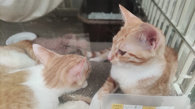 Tokyo Cat Guardian 사진 3