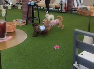 Dog Run M Ebisu 사진 4