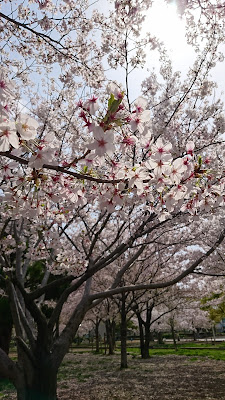 산노세 공원 사진 4