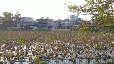 모모가이케 공원 사진 2
