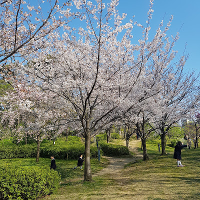교바시 공원 사진 5