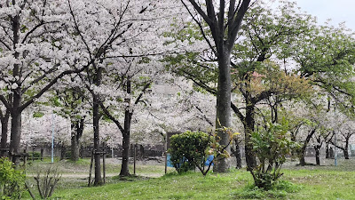 게마사쿠라노미야 공원 사진 2