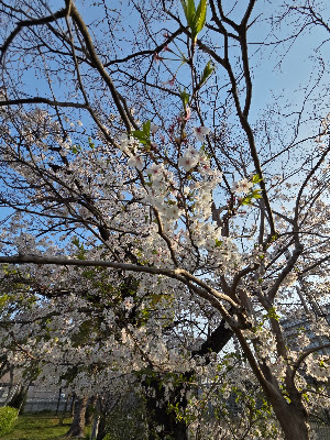 신키타지마미나미 공원 사진 3