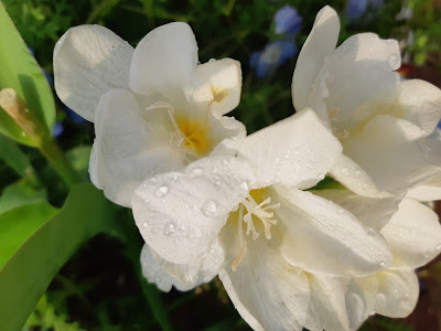 Terugaoka Yata Park 사진 4