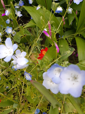 Terugaoka Yata Park 사진 2