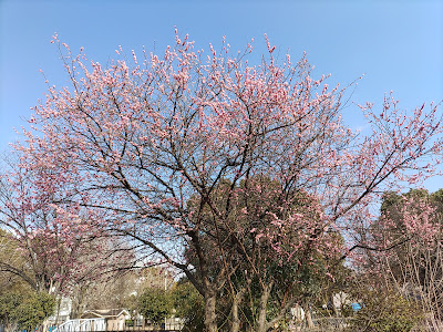 이마가와 공원 사진 4