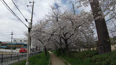 히라노시라사기 공원 사진 2