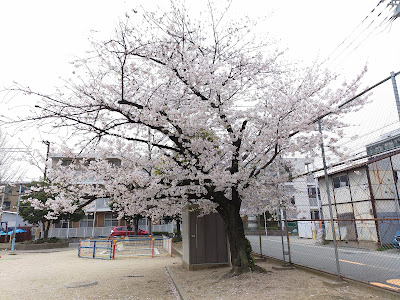 니시와키 공원 사진 3