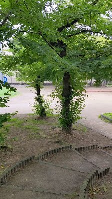 히라오 공원 사진 2