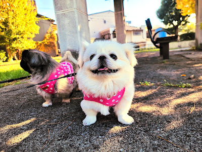 Tsumori Park 사진 5