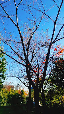 야하타야 공원 사진 2