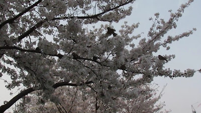 Namba-shiokusa-shikitsu Park 사진 2