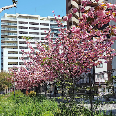 Namba-shiokusa-shikitsu Park 사진 4