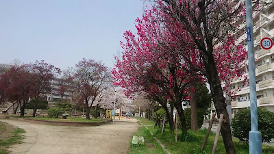 Namiyoke Park 사진 2