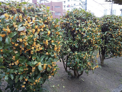 구조 공원 사진 5
