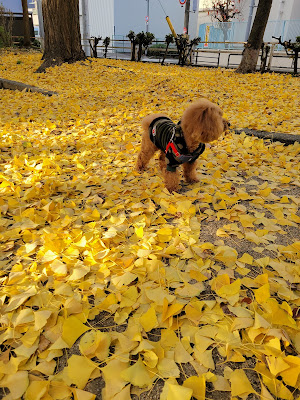 Kujo Minami Park 사진 4