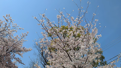 시마즈공원 사진 2