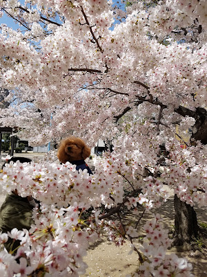 Nishikujo Kami Park 사진 3