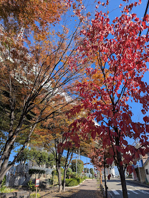 Dekijima Park 사진 4