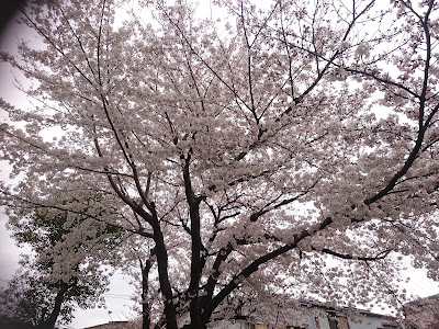 Owadachuichi Park 사진 5