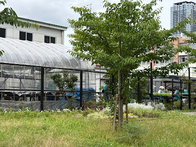 扇町公園 遊具広場 사진 5