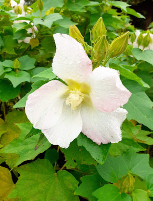 나카쓰히가시 공원 사진 5