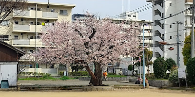 Kashiwazatonishi Park 사진 5