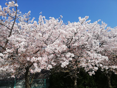 Nonaka Minami Park (Citizen's Ground) 사진 3