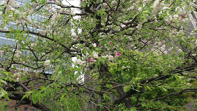 Nakanoshima-shikinooka Park 사진 2