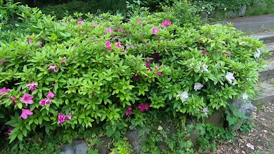 Chishima Park 사진 2