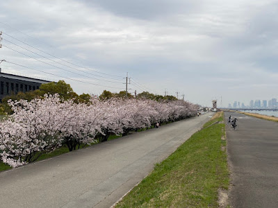 にしよどがわシーサイド桜並木 사진 3
