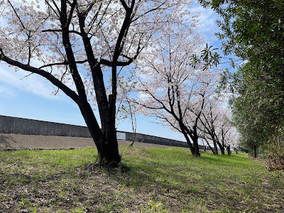 にしよどがわシーサイド桜並木 사진 2