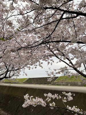 にしよどがわシーサイド桜並木 사진 4