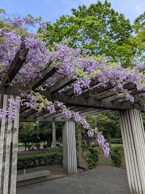 Wisteria at Osaka Castle Park 사진 3