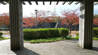 Wisteria at Osaka Castle Park 사진 2