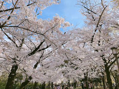 Wisteria at Osaka Castle Park 사진 5