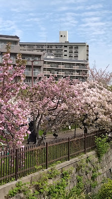 桜の通り抜け入口 사진 2
