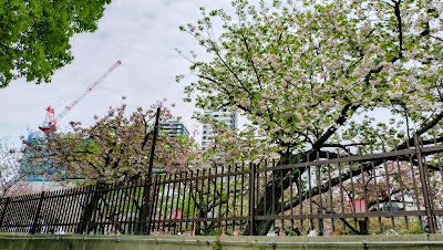 桜の通り抜け入口 사진 3
